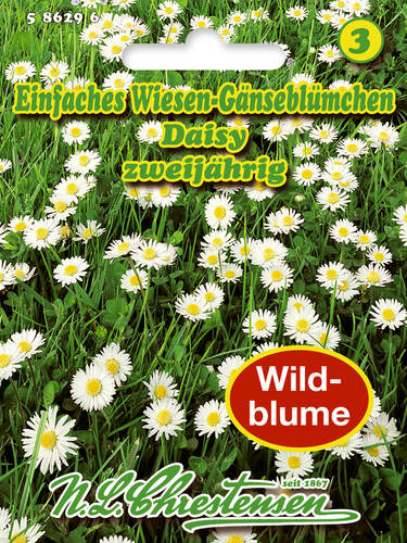 Samen Wildblumen - Einfaches Wiesen-Gnseblmchen Daisy