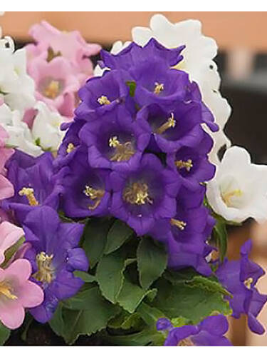 Hauptbild des Artikels "Einjhrige Marienglockenblume Appeal Dunkelblau"