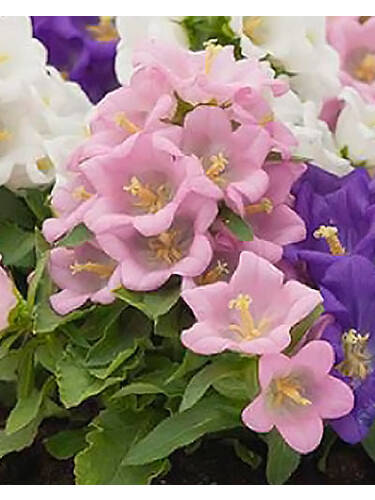 Hauptbild des Artikels "Einjhrige Marienglockenblume Appeal Pink"