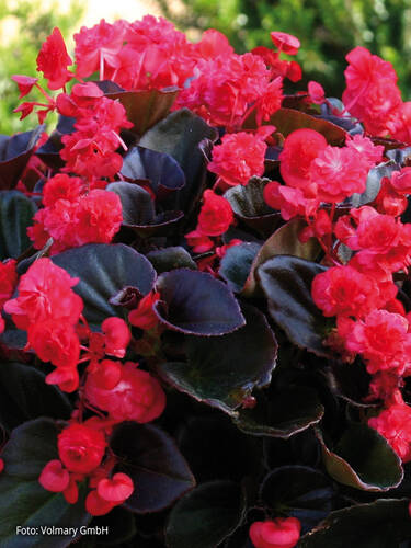 Eisbegonie Doublet Red  gefllt, rot, dunkles Laub