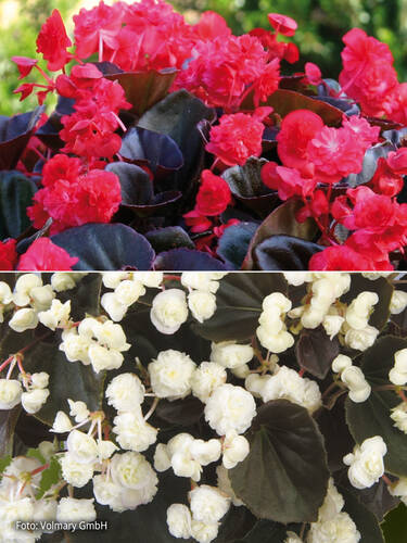 Hauptbild des Artikels "Eisbegonien-Set" aus der Kategorie "Blumen Jungpflanzen"