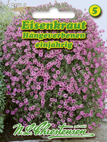 Eisenkraut, Hngeverbene