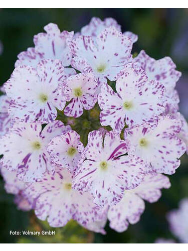 Hauptbild des Artikels "Eisenkraut Samira Up Magenta Splash" aus der Kategorie "Blumen Jungpflanzen"