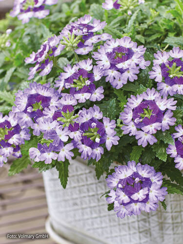 Hauptbild des Artikels "Eisenkraut Vectura Blue Wing" aus der Kategorie "Blumen Jungpflanzen"