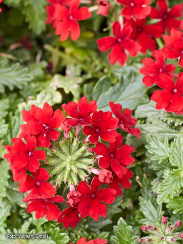 Hauptbild des Artikels "Eisenkraut Vectura Dark Red" (Bildbeschreibung ist in Arbeit)