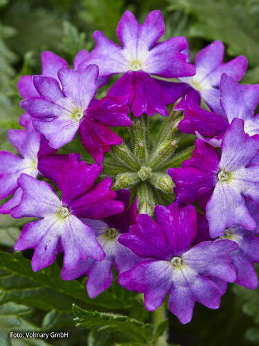 Hauptbild des Artikels "Eisenkraut Vectura Purple Wing"