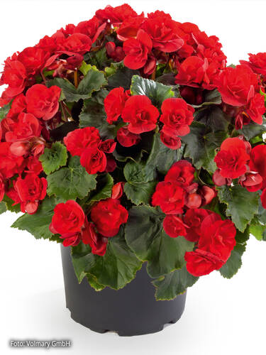 Hauptbild des Artikels "Elatiorbegonie Sunpleasure Red" aus der Kategorie "Blumen Jungpflanzen"