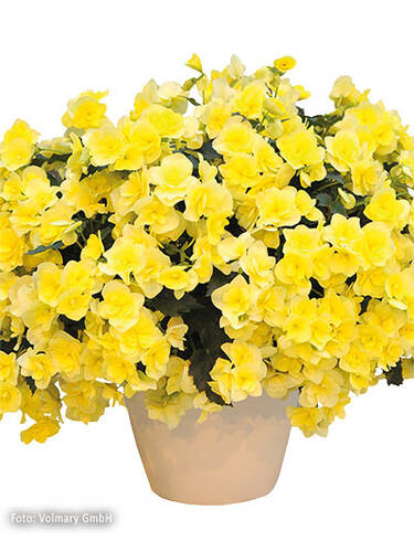 Elatiorbegonie Sunpleasure® Yellow