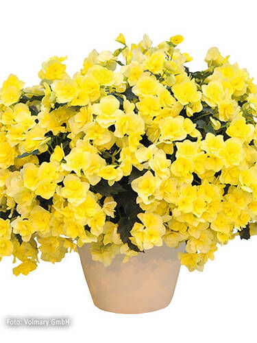 Hauptbild des Artikels "Elatiorbegonie Sunpleasure Yellow"