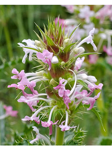 Hauptbild des Artikels "Elfendistel" aus der Kategorie "Pflanzen"