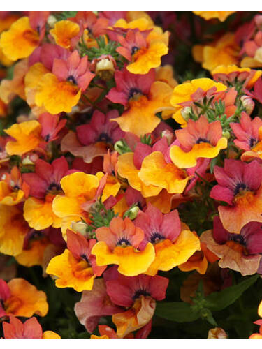 Hauptbild des Artikels "Elfenspiegel Lyric Copper" aus der Kategorie "Blumen Jungpflanzen"