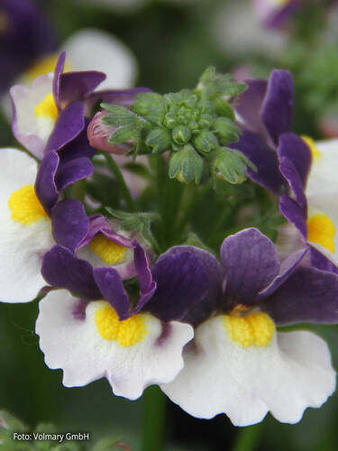 Hauptbild des Artikels "Elfenspiegel Mareto Blue & White" aus der Kategorie "Blumen Jungpflanzen"