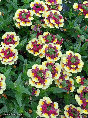 Hauptbild des Artikels "Elfenspiegel Mareto Burgundy and Yellow" (Bildbeschreibung ist in Arbeit)