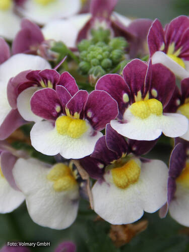 Hauptbild des Artikels "Elfenspiegel Mareto Burgundy & White" aus der Kategorie "Blumen Jungpflanzen"