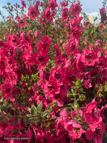 Hauptbild des Artikels "Engelsflgel Adessa Cherry" (Bildbeschreibung ist in Arbeit)