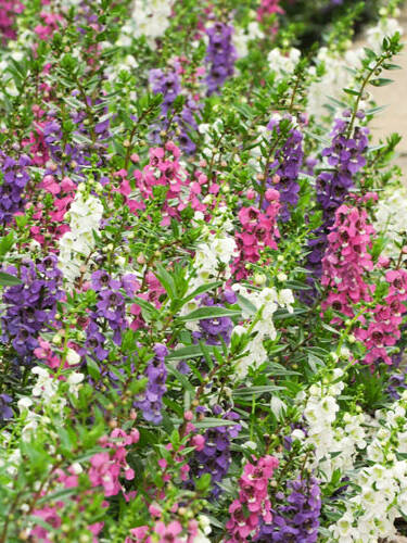 Hauptbild von "Engelsgesicht Serenita Mix F1": Engelsicht Serenita - Angelonia angustifolia