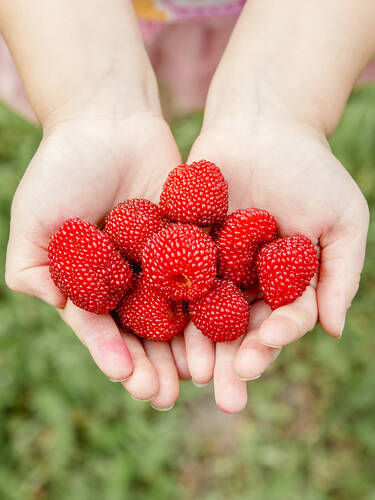 Obstgehlze - Erdbeer-Himbeere Red Beauty