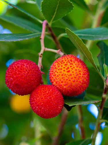 Hauptbild des Artikels "Erdbeerbaum Compacta"