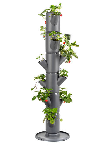 Hauptbild des Artikels "Erdbeerbaum Sissi Strawberry" aus der Kategorie "Erdbeerpflanzen"