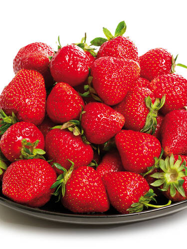 Erdbeerpflanzen - Erdbeere Florence HZ mit Topfballen