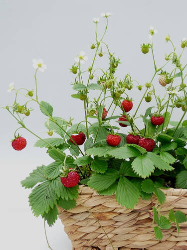 Erdbeerpflanzen - Erdbeere Fontaine