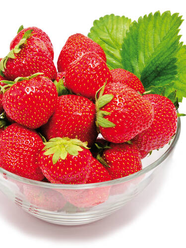 Erdbeerpflanzen - Erdbeere Honeoye HZ wurzelnackt
