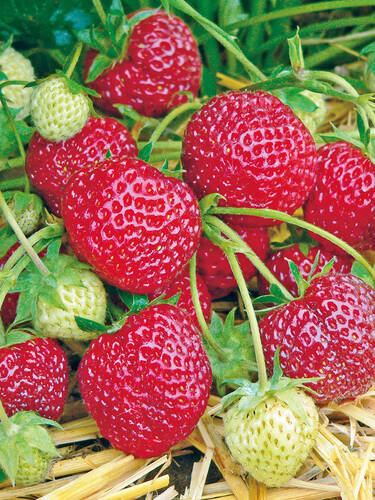 Erdbeerpflanzen - Erdbeere Joghana