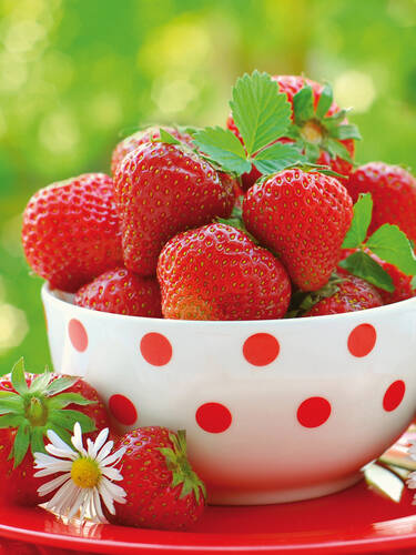 Erdbeerpflanzen - Erdbeere Korona HZ mit Topfballen