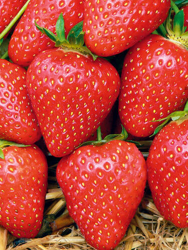 Erdbeerpflanzen - Erdbeere Malwina mit Topfballen