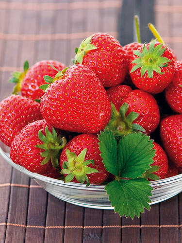 Erdbeerpflanzen - Erdbeere Sonata® HZ mit Topfballen