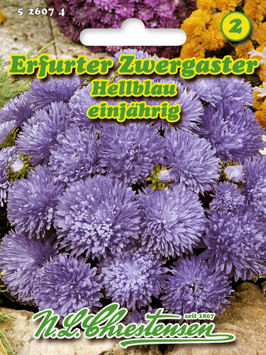 Samen - Erfurter Zwergaster Hellblau