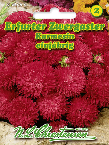 Samen - Erfurter Zwergaster Karmesin
