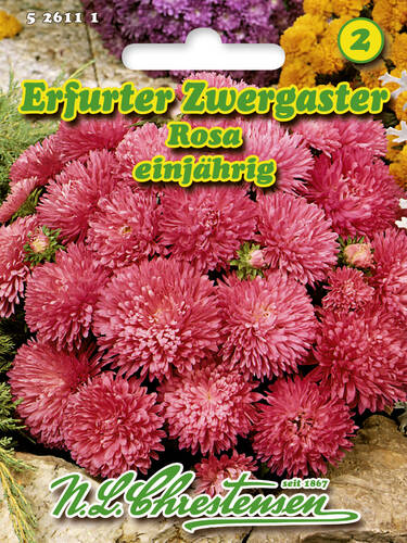 Samen - Erfurter Zwergaster Rosa