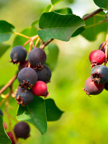 Hauptbild des Artikels "Erlenblttrige Felsenbirne Greatberry Aroma"