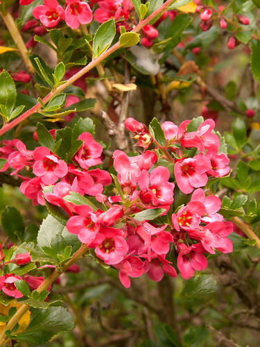 Hauptbild des Artikels "Escallonie/Andenstrauch Red Dream" (Bildbeschreibung ist in Arbeit)
