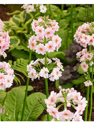 Balkonpflanzen - Etagen-Schlsselblume Appleblossom