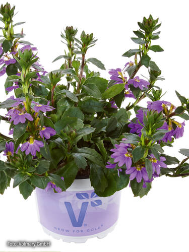 Hauptbild des Artikels "Fcherblume Abanico Blue" aus der Kategorie "Blumen Jungpflanzen"