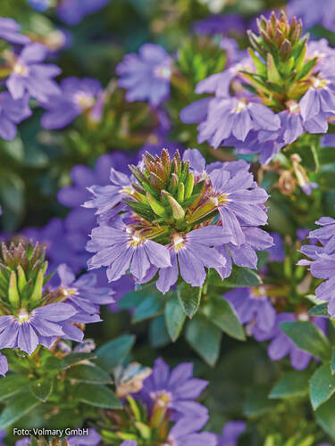 Hauptbild des Artikels "Fcherblume Abanico Compact Purple" aus der Kategorie "Blumen Jungpflanzen"