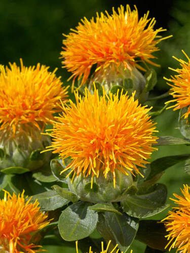 Hauptbild des Artikels "Frberdistel Zanzibar"