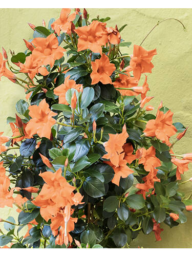 Hauptbild des Artikels "Falscher Jasmin Sundaville Classic Apricot" aus der Kategorie "Blumen Jungpflanzen"