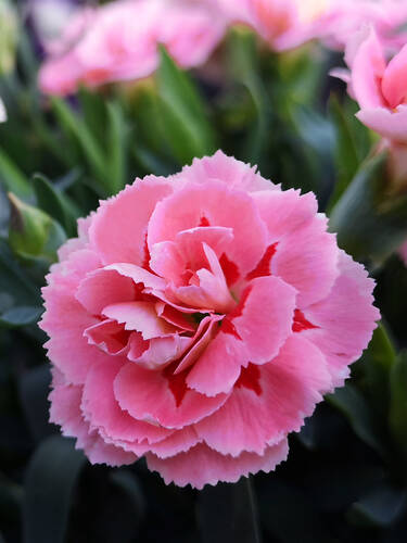 Hauptbild des Artikels "Feder-Nelke Doris"