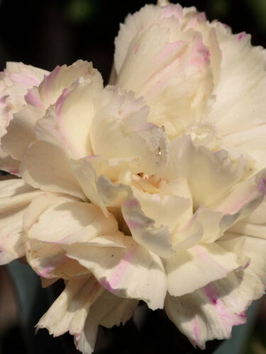 Hauptbild des Artikels "Federnelke Devon Cream"