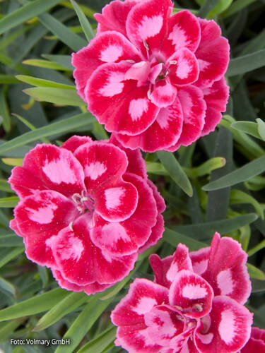 Hauptbild des Artikels "Federnelke Diantica Strawberry Cream" aus der Kategorie "Blumen Jungpflanzen"