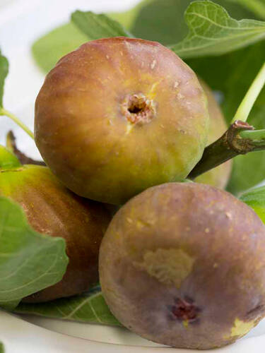 Obstgehlze - Feige Firoma