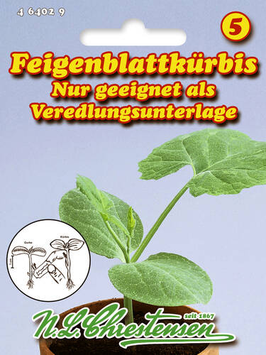 Hauptbild des Artikels "Feigenblattkrbis" aus der Kategorie "Samen"