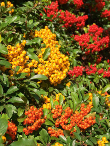 Ziergehlze - Feuerdorn-Hecke