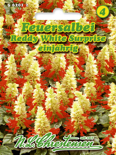 Feuersalbei Reddy White Surprise