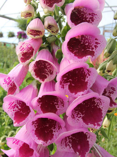 Hauptbild des Artikels "Fingerhut Sugar Plum"