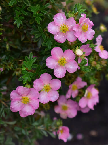 Ziergehlze - Fingerkraut Lovely Pink