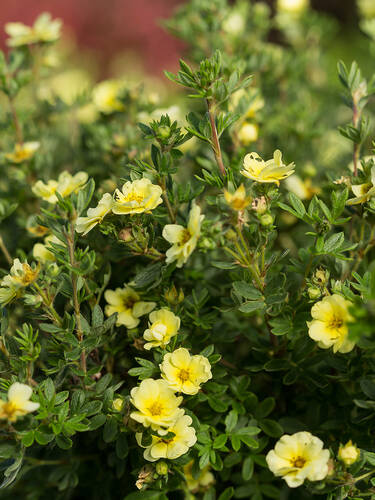 Hauptbild des Artikels "Fingerstrauch Lemon Meringue" aus der Kategorie "Ziergehlze"
